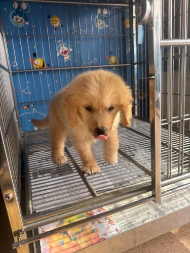 Golden Retriever
