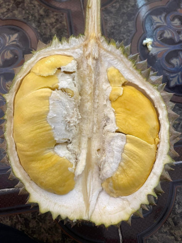 ធុរ៉េន