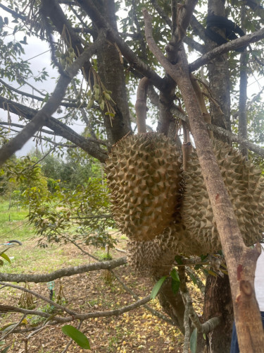 ធុរ៉េន