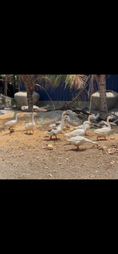 ក្ងានស្រែ ទាតៃវ៉ាន់