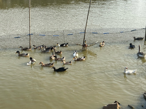 ក្ងានស្រែ ទាតៃវ៉ាន់