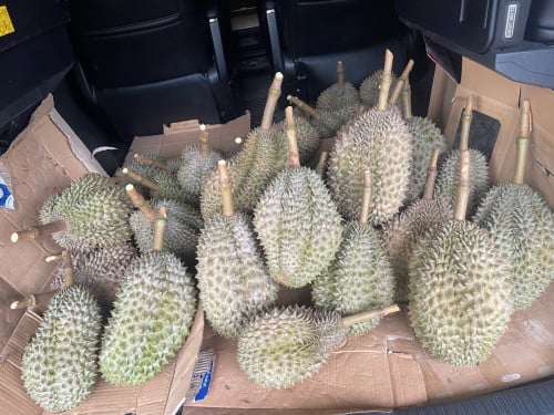 ធុរ៉េន