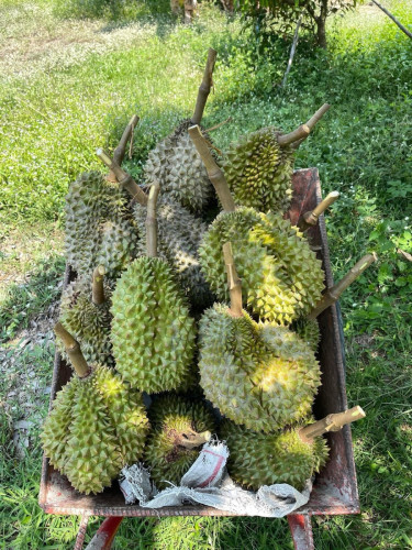 ធុរ៉េន