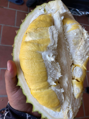 ធុរ៉េន