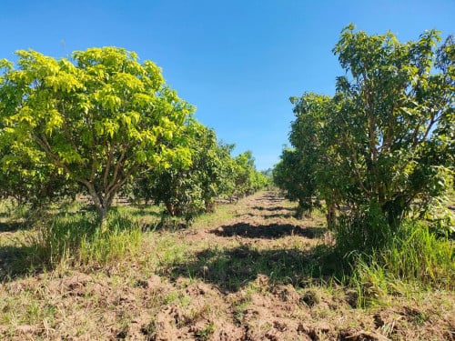 ដីចម្ការស្វាយលក់បន្ទាន់ (ប្លង់រឹង)