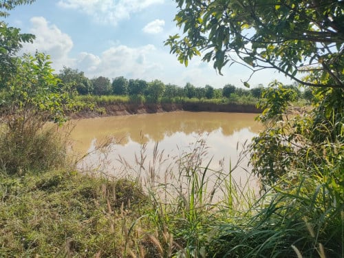 ដីចម្ការស្វាយលក់បន្ទាន់ (ប្លង់រឹង)