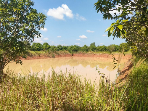 ដីចម្ការស្វាយលក់បន្ទាន់ (ប្លង់រឹង)