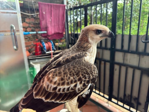 អកព្រៃច្រេីនពណ៌​ ចេះ​ប្រមាញ់​ ចែកវិញអត់ពេលថែរ តំលៃ​ចរចា​