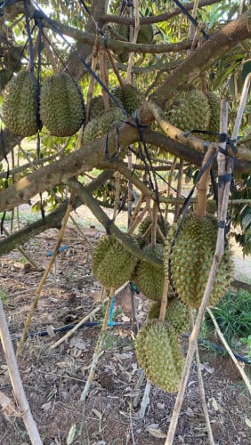 ផ្លែឈេី