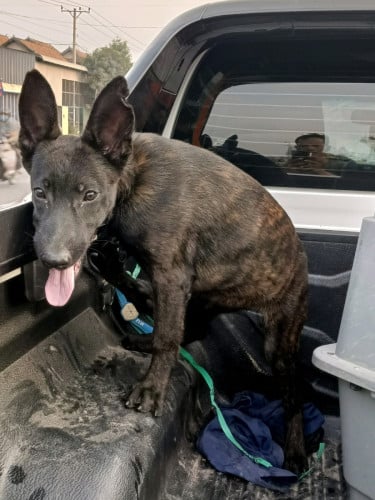 Belgian Malinois puppy for sale