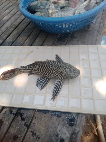 មានលក់ត្រីទឹកកែ