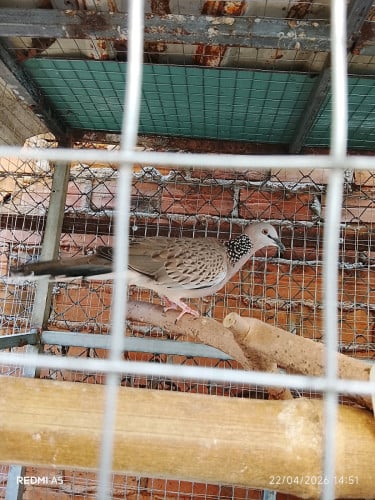 លលកមេបាចង់ដូសេកកោះកុង១គូ