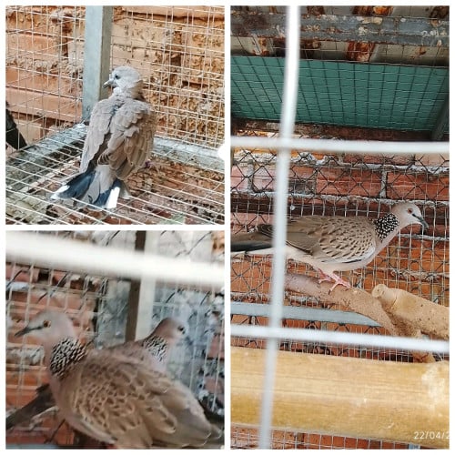 លលកមេបាចង់ដូសេកកោះកុង១គូ