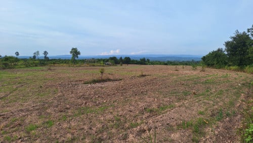 ផ្លង់រឹង