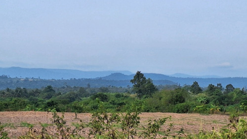 ផ្លង់រឹង