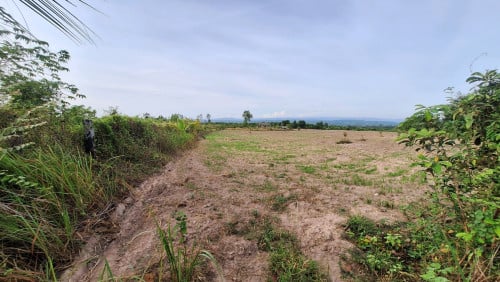 ផ្លង់រឹង