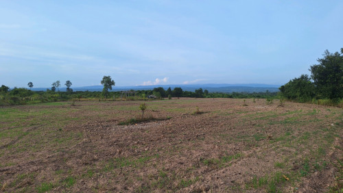ផ្លង់រឹង
