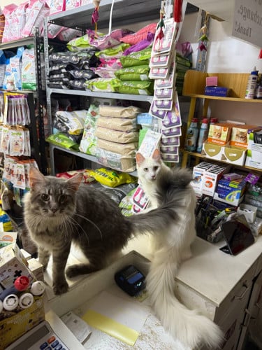 Main Coon Cat Breed Male