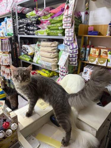 Main Coon Cat Breed Male