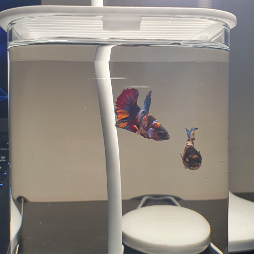 Sale 1set: 1Fish betta + 1Tank