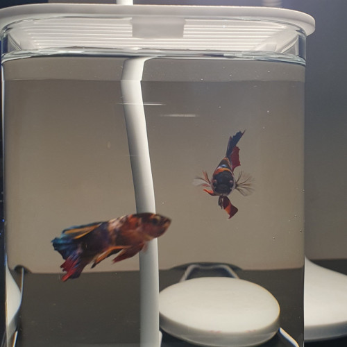Sale 1set: 1Fish betta + 1Tank