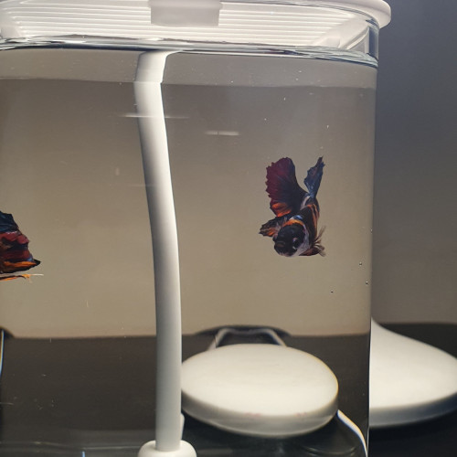 Sale 1set: 1Fish betta + 1Tank