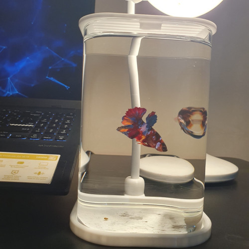 Sale 1set: 1Fish betta + 1Tank