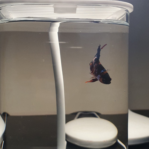 Sale 1set: 1Fish betta + 1Tank