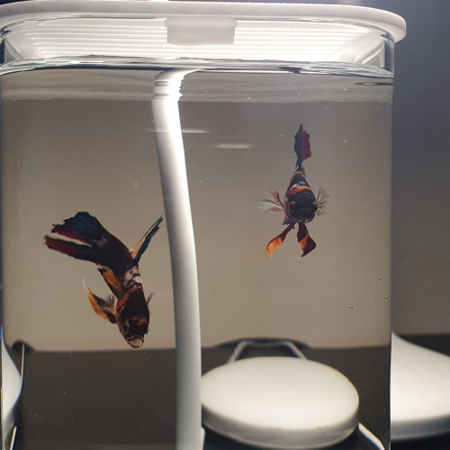Sale 1set: 1Fish betta + 1Tank