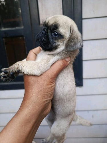 Pug (girl) 3 mouth