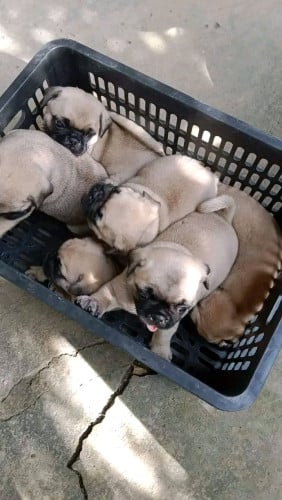 Pug (girl) 3 mouth