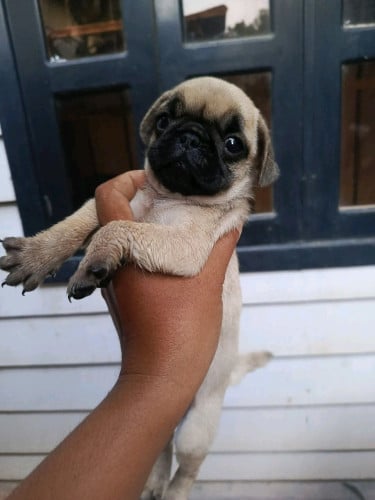 Pug (girl) 3 mouth