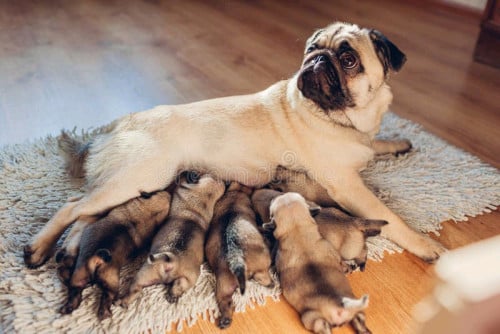 Pug (girl)have 3mouth