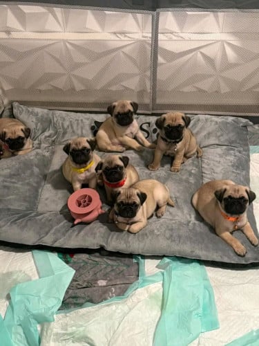 Pug (girl)have 3mouth