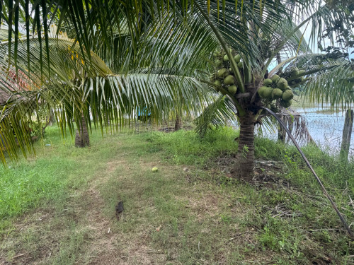 ដីហាង លក់នឹងជួល
