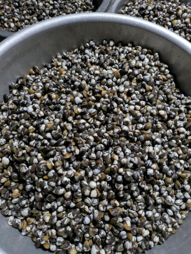 លៀសឆៅលក់បោះដុំខាងភ្នំពេញ