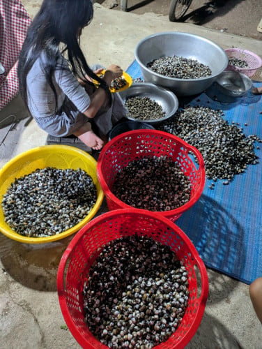 លៀសឆៅលក់បោះដុំខាងភ្នំពេញ