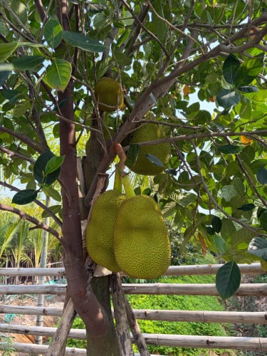 ដីចំការលក់-ស្អាង