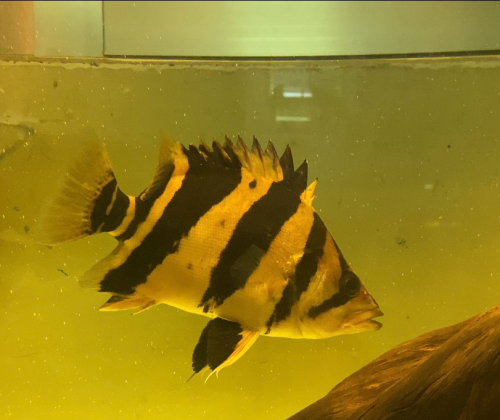 Tiger fish 3bar ទំហំ 25cm ពណ៌ 24h. Big bar