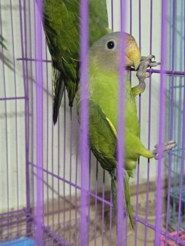 សេកកោះកុងលក់