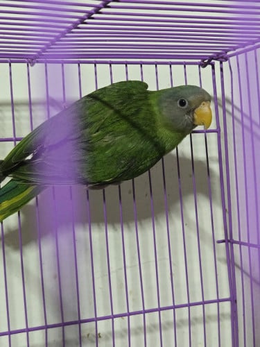 សេកកោះកុងលក់