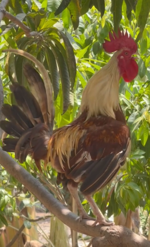 ខេសូលហាច