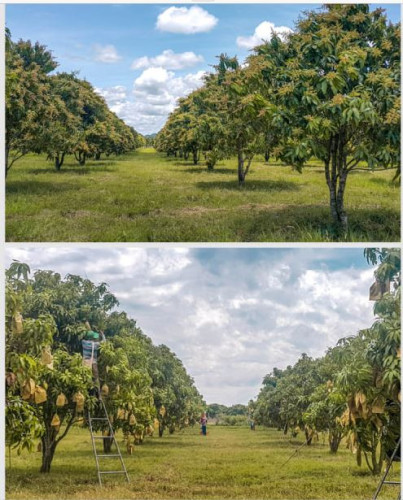 ដីកសិឧស្សាហ៏កម្មលក់នៅជាប់ផ្លូវជាតិលេខ៤៤​ ខេត្តកំពង់ស្ពឺ(ទំហំសរុប២៧៦ហិកតា)