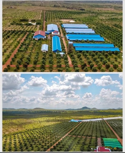 ដីកសិឧស្សាហ៏កម្មលក់នៅជាប់ផ្លូវជាតិលេខ៤៤​ ខេត្តកំពង់ស្ពឺ(ទំហំសរុប២៧៦ហិកតា)