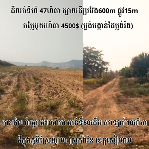 ដីចំការលក់ទំហំ47ហិតាក្នុងខេត្តសៀមរាប