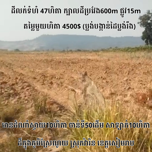 ដីចំការលក់ទំហំ47ហិតាក្នុងខេត្តសៀមរាប