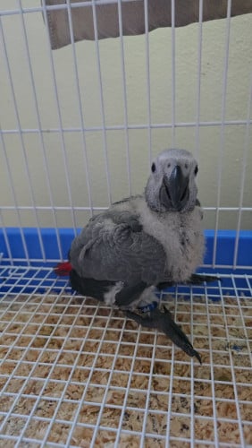កូនសេក African grey ញី