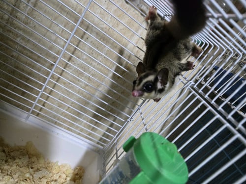 លក់sugar glider មួយគូទើបបាន3/4ខែ