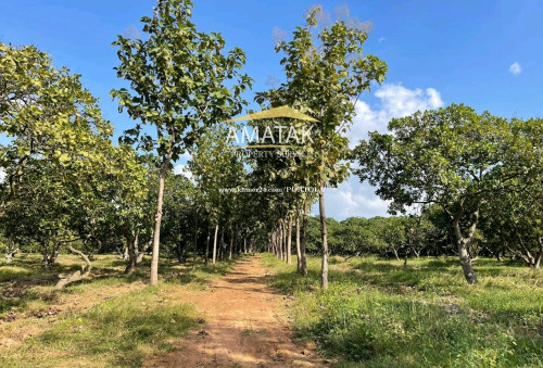 ដីកសិកម្មលក់ក្នុងតម្លៃទាបជាងទីផ្សារ