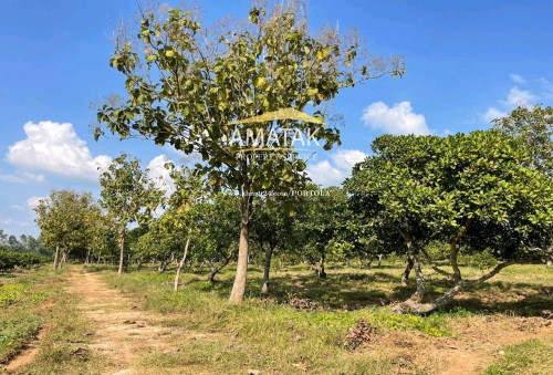 ដីកសិកម្មលក់ក្នុងតម្លៃទាបជាងទីផ្សារ